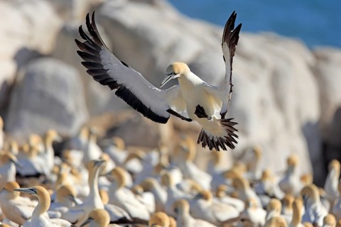 Cape Gannet (Morus capensis)