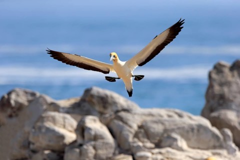 Cape Gannet (Morus capensis)