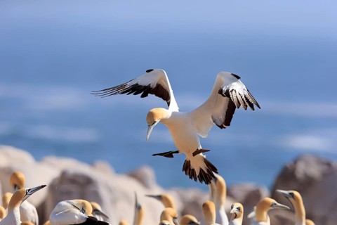 Cape Gannet (Morus capensis)