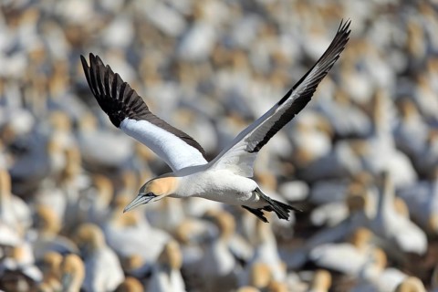 Cape Gannet (Morus capensis)