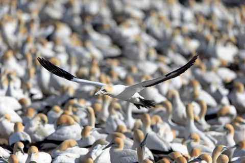 Cape Gannet (Morus capensis)