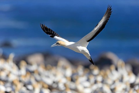 Cape Gannet (Morus capensis)