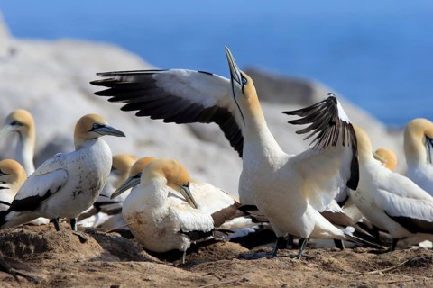 Cape Gannet (Morus capensis)