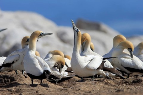 Cape Gannet (Morus capensis)