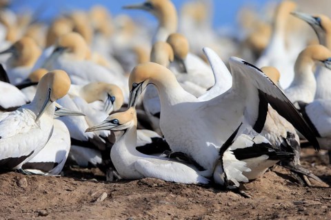 Cape Gannet (Morus capensis)