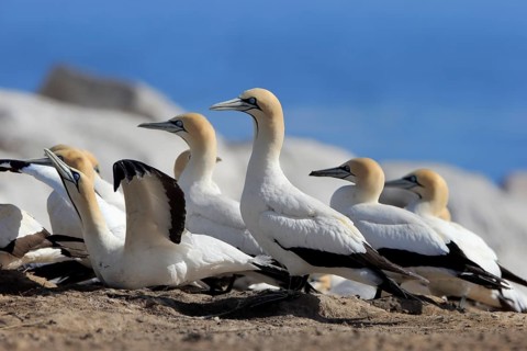 Cape Gannet (Morus capensis)