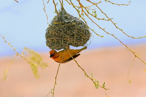 Cape Weaver (Ploceus capensis)