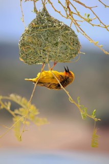Cape Weaver (Ploceus capensis)