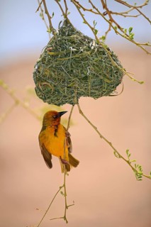 Cape Weaver (Ploceus capensis)
