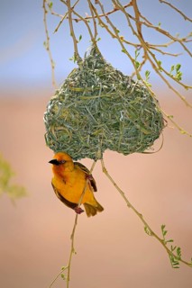 Cape Weaver (Ploceus capensis)