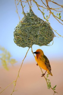 Cape Weaver (Ploceus capensis)