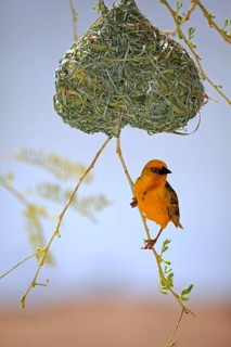 Cape Weaver (Ploceus capensis)