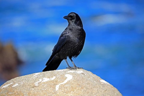 American Crow (Corvus brachyrhynchos)