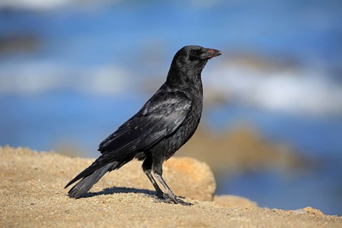 American Crow (Corvus brachyrhynchos)
