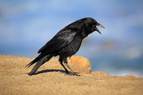 American Crow (Corvus brachyrhynchos)