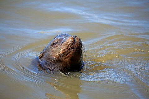 California sea lion (Zalophus californianus)