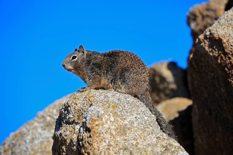 California ground squirrel (Citellus beecheyi)