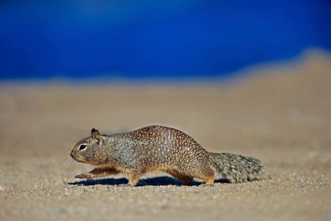 California ground squirrel (Citellus beecheyi)