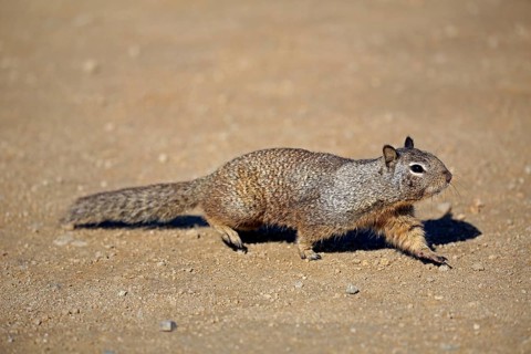 California ground squirrel (Citellus beecheyi)