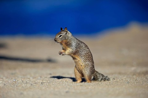 California ground squirrel (Citellus beecheyi)