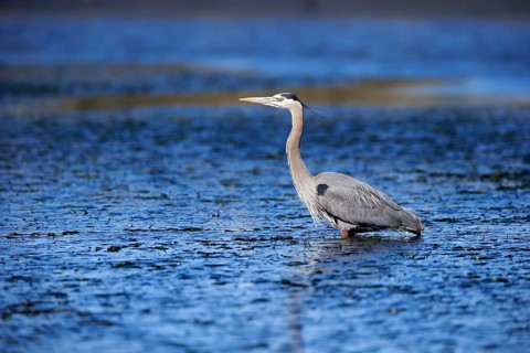 Great blue heron (Ardea herodias)