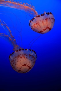 Purple-striped jellyfishes (Chrysaora colorata)
