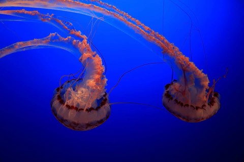 Purple-striped jellyfishes (Chrysaora colorata)