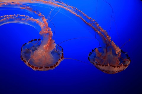 Purple-striped jellyfishes (Chrysaora colorata)