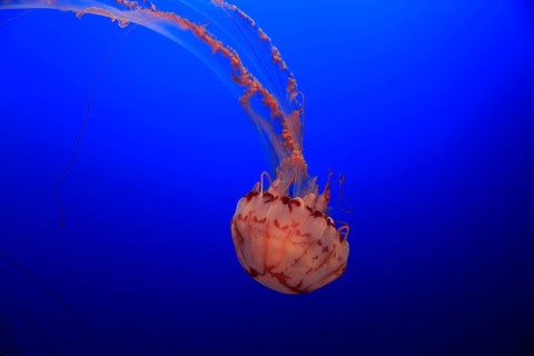Purple-striped Jellyfish (Chrysaora colorata)