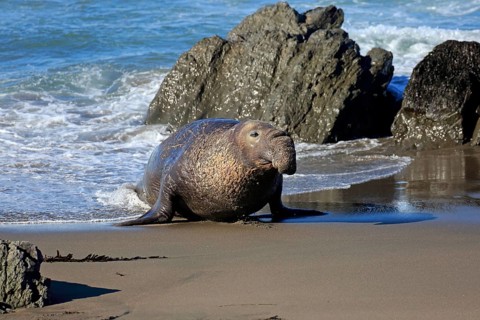 Northern Elephant Seal (Mirounga angustirostris)