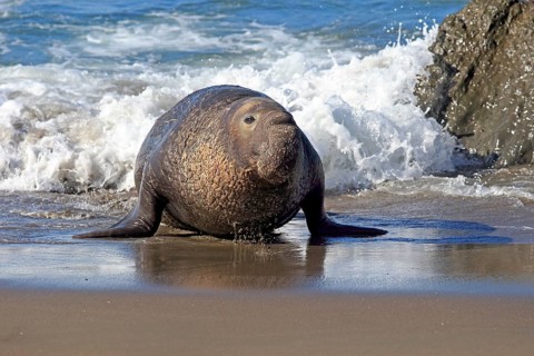 Northern Elephant Seal (Mirounga angustirostris)