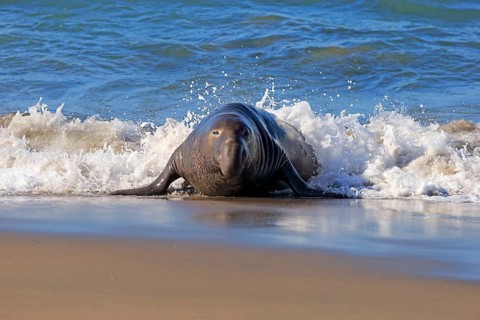 Northern Elephant Seal (Mirounga angustirostris)