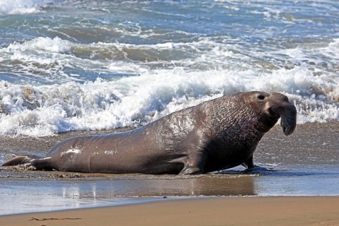Northern Elephant Seal (Mirounga angustirostris)