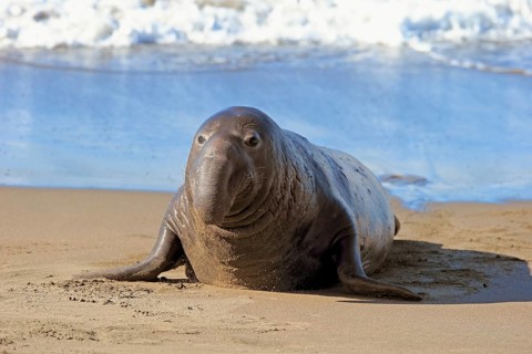 Northern Elephant Seal (Mirounga angustirostris)