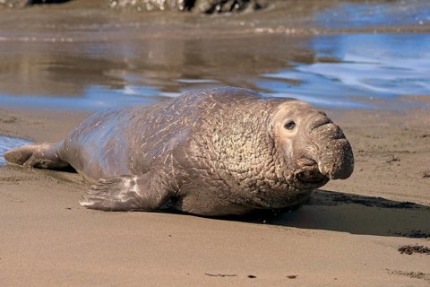 Northern Elephant Seal (Mirounga angustirostris)