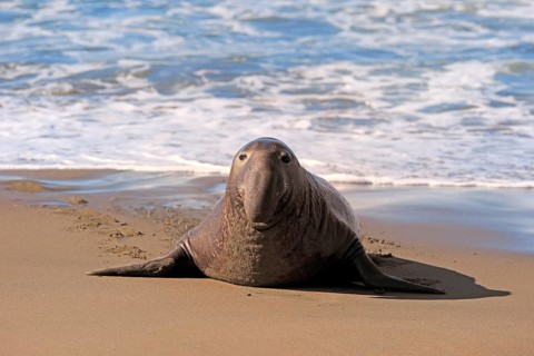Northern Elephant Seal (Mirounga angustirostris)