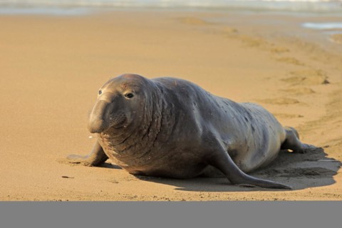 Northern Elephant Seal (Mirounga angustirostris)