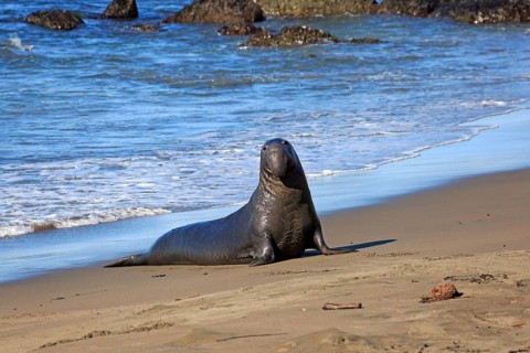 Northern Elephant Seal (Mirounga angustirostris)