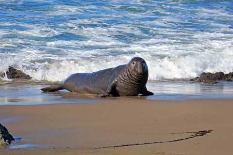 Northern Elephant Seal (Mirounga angustirostris)