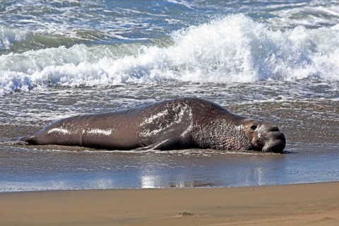 Northern Elephant Seal (Mirounga angustirostris)