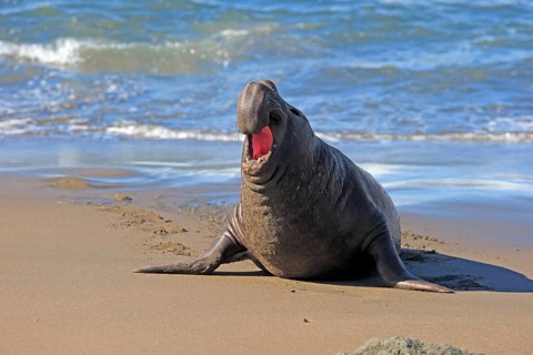 Northern Elephant Seal (Mirounga angustirostris)
