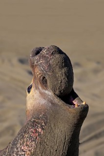 Northern Elephant Seal (Mirounga angustirostris)