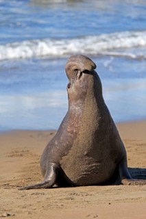 Northern Elephant Seal (Mirounga angustirostris)