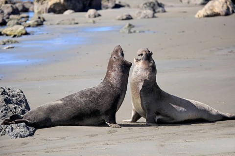 Northern Elephant Seals (Mirounga angustirostris)