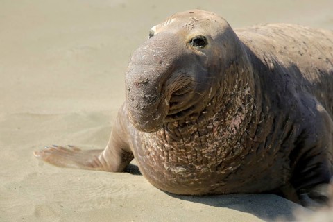 Northern Elephant Seal (Mirounga angustirostris)