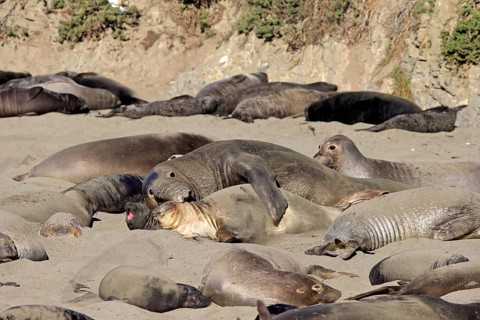 Northern Elephant Seals (Mirounga angustirostris)