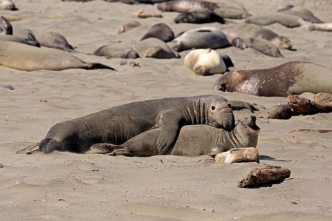 Northern Elephant Seals (Mirounga angustirostris)