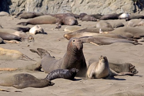 Northern Elephant Seals (Mirounga angustirostris)