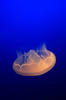 Common jellyfish (Aurelia labiata)