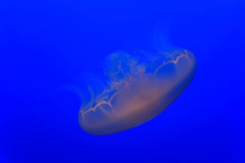 Common jellyfish (Aurelia labiata)